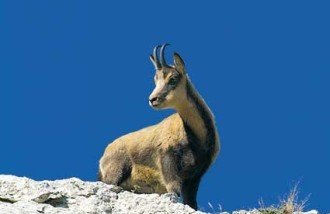 ../images/home/DM camoscio-nel-parco-della-la.jpg ../images/home/DM camoscio-nel-parco-della-la.jpg